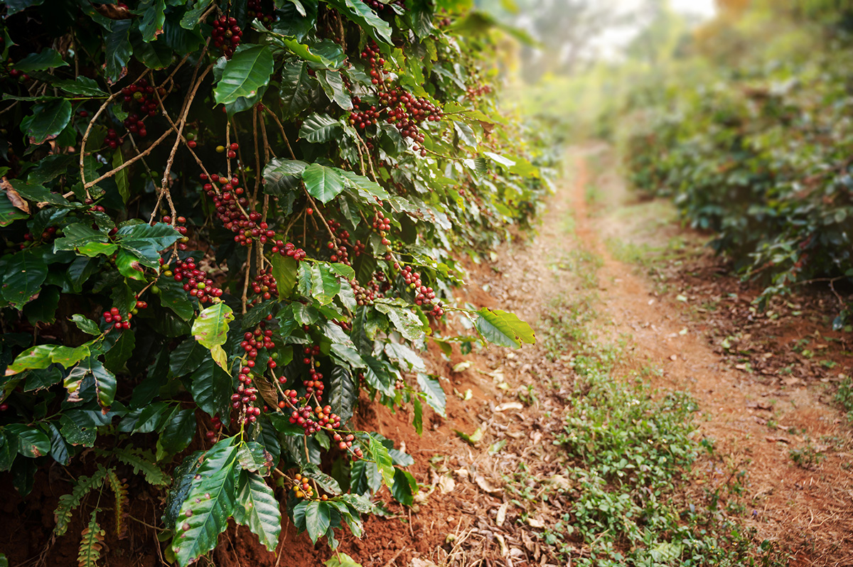 coffee-tree-with-fresh-arabica-coffee-bean